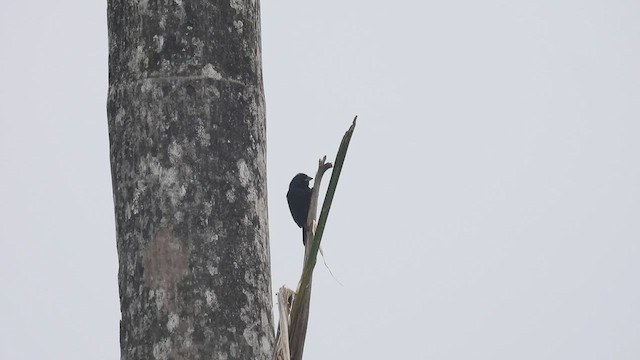 Blue-black Grassquit - ML411904281