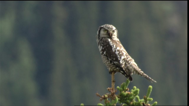 Northern Hawk Owl (American) - ML411905