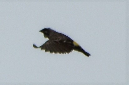 Yellow-fronted Canary - ML411907061