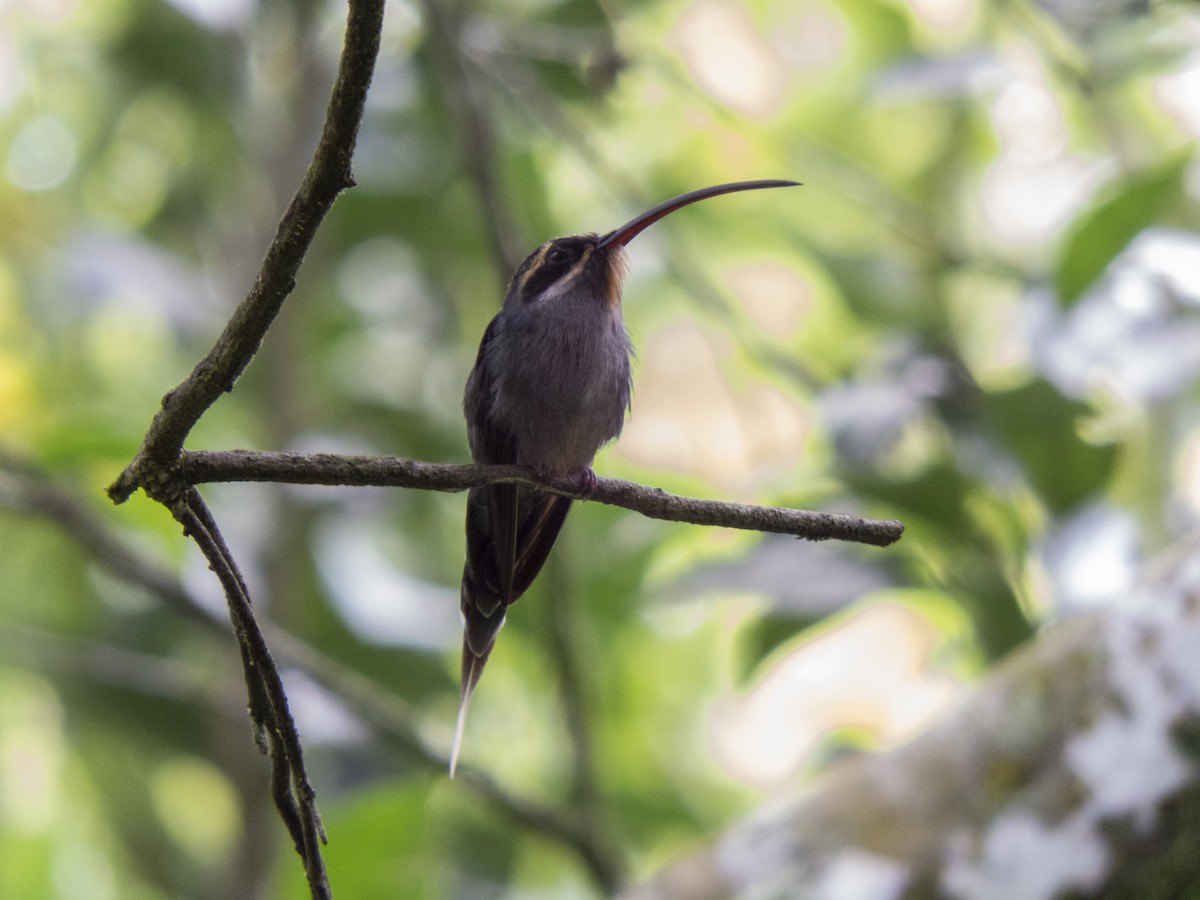 kolibřík šedobřichý - ML411908711