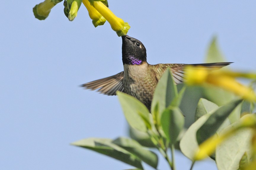 Black-chinned Hummingbird - Mike Stensvold