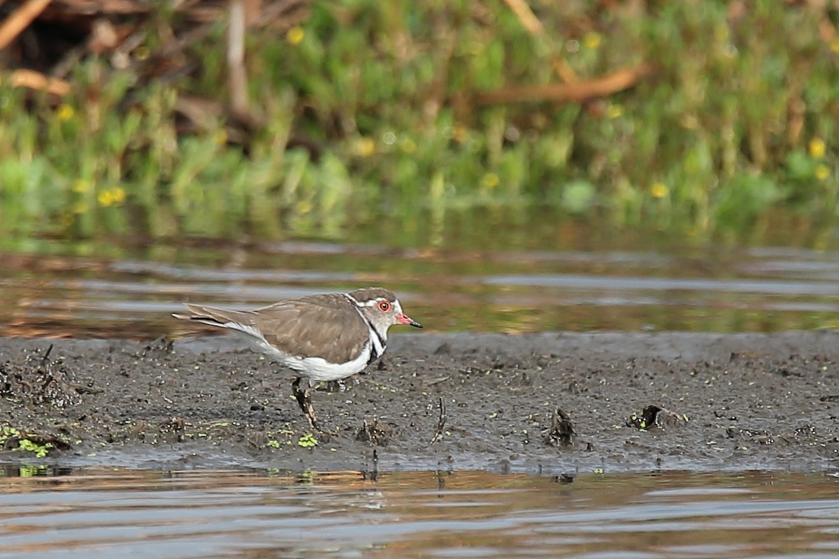 Three-banded Plover - ML411909671