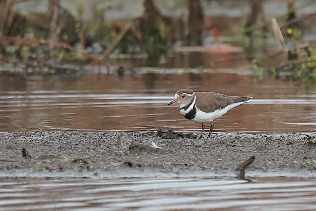 Three-banded Plover - ML411909681
