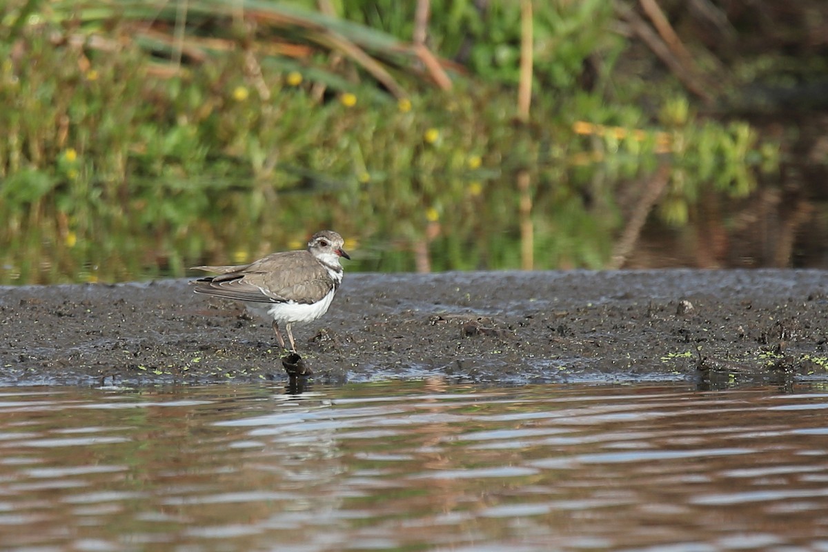 Three-banded Plover - ML411909691