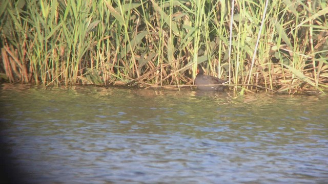 Common Gallinule - ML411909771