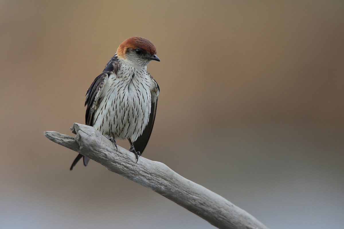 Greater Striped Swallow - ML411910441