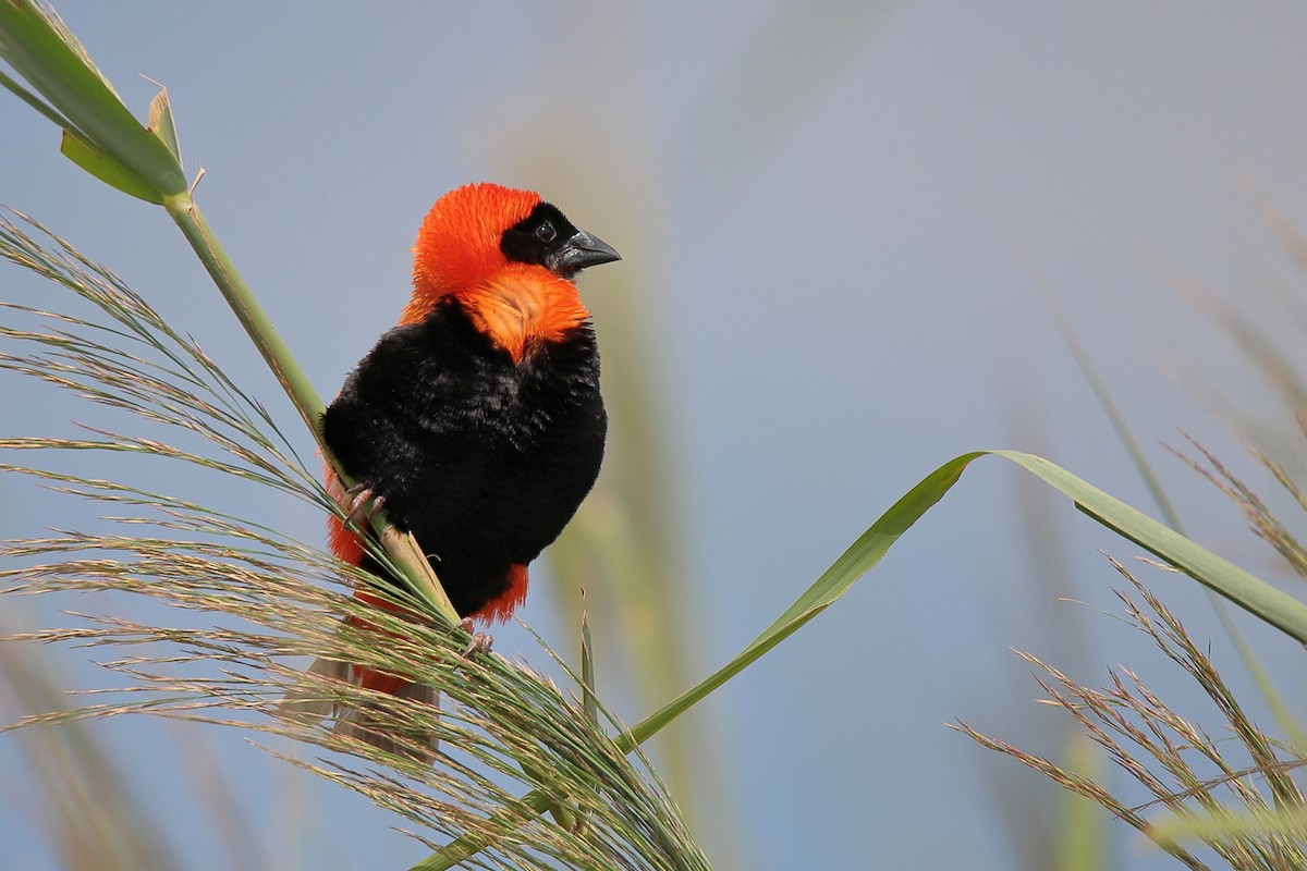 Southern Red Bishop - ML411910461