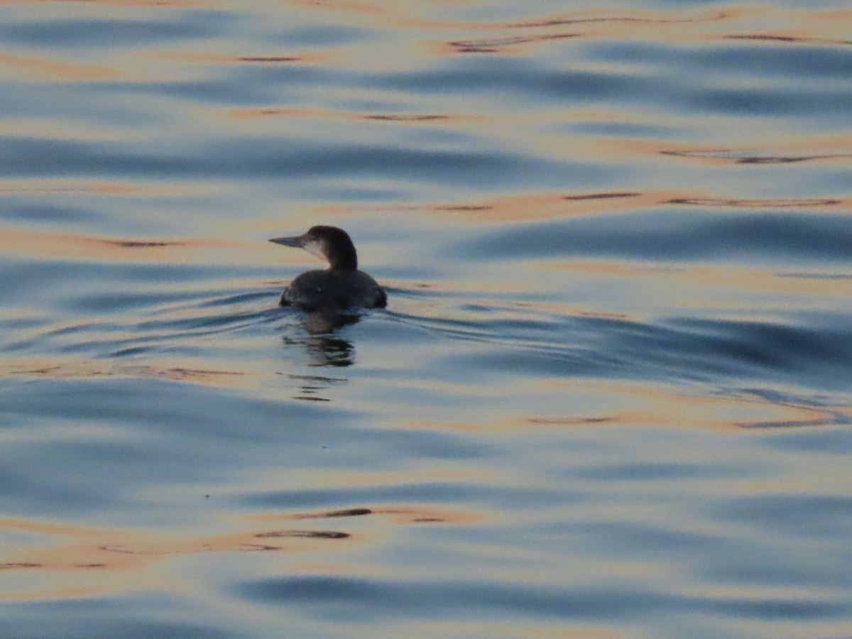 Common Loon - Carla Bregman