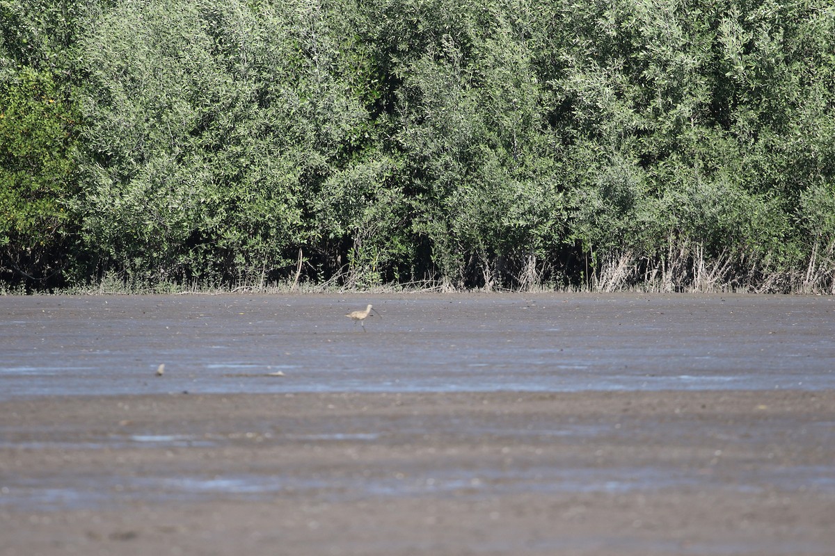 Long-billed Curlew - ML411911741