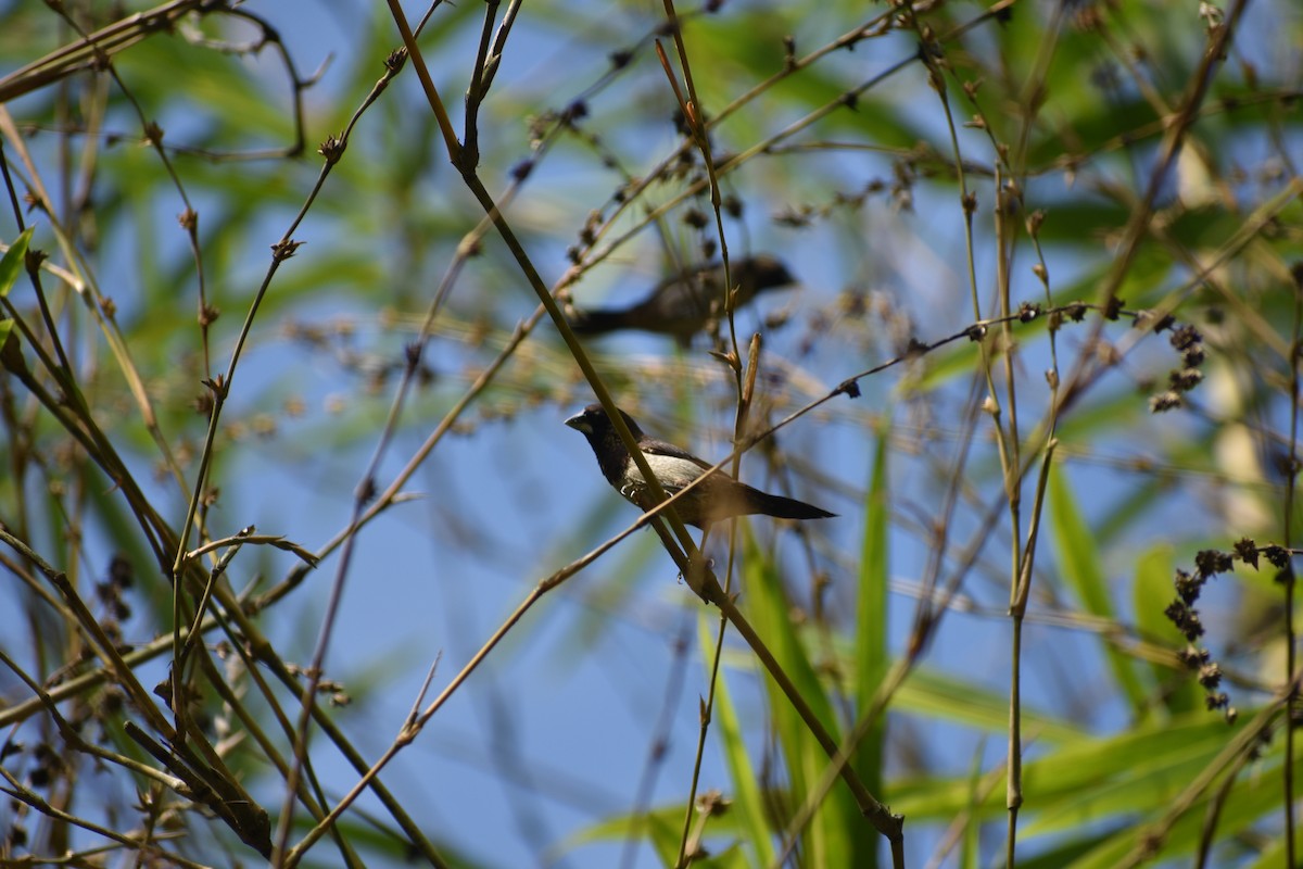 White-rumped Munia - ML411913651