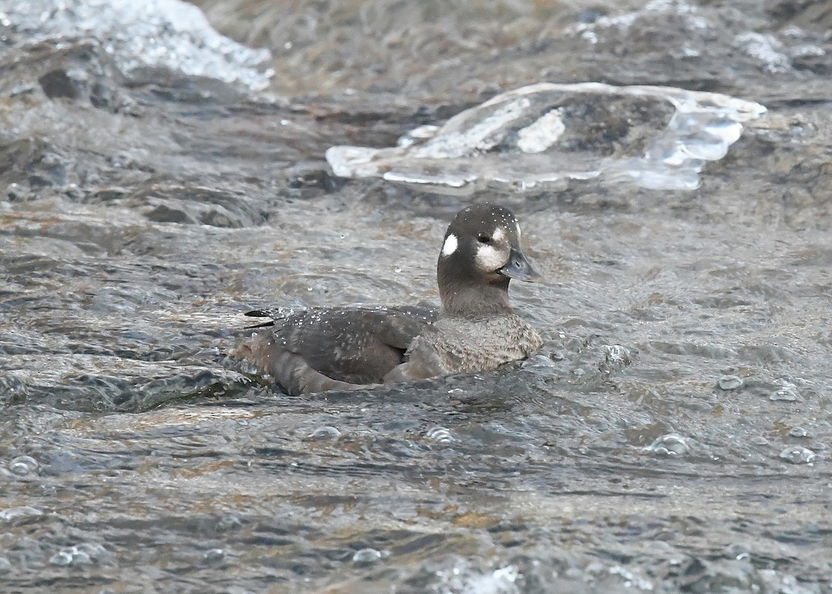 Harlequin Duck - ML411914181