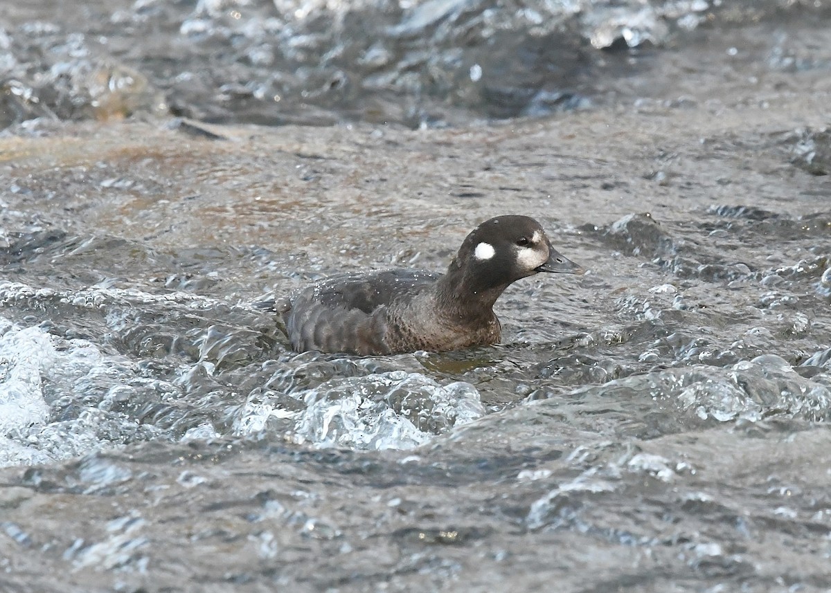 Harlequin Duck - ML411914251