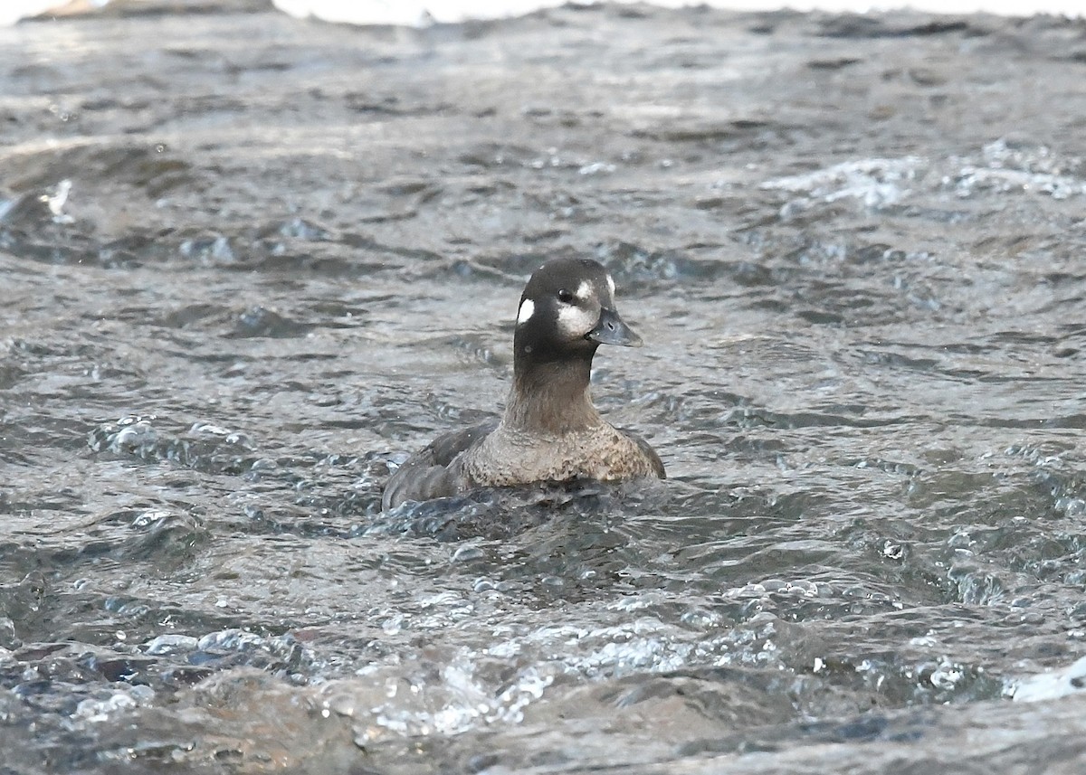 Harlequin Duck - ML411914321