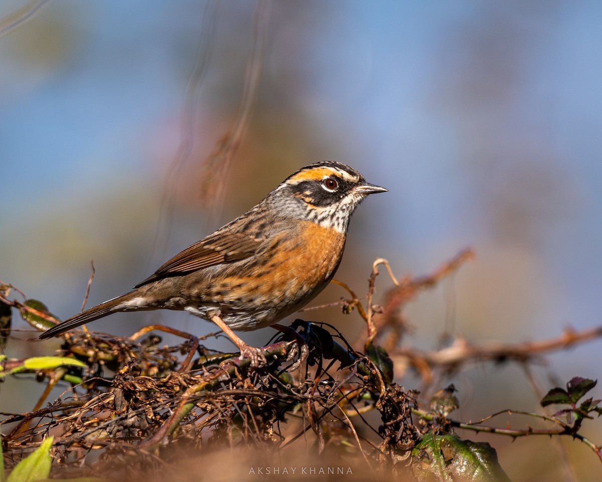 Rufous-breasted Accentor - ML411915561