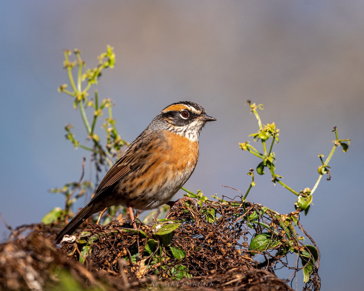 Rufous-breasted Accentor - ML411915571