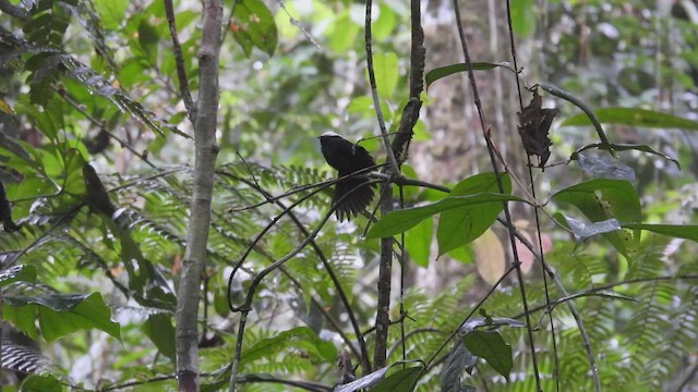 White-crowned Manakin - ML411916791