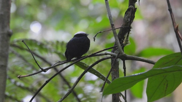 Manakin à tête blanche - ML411917061