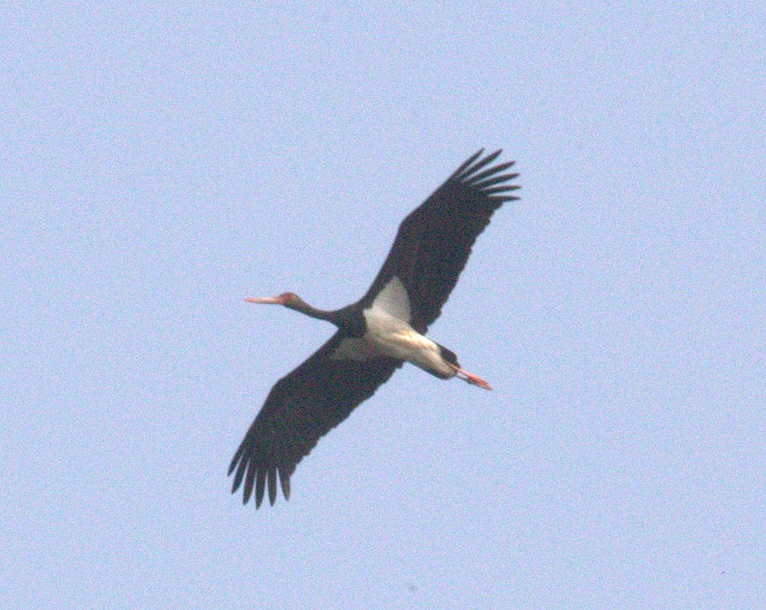 Black Stork - Naveen Sama