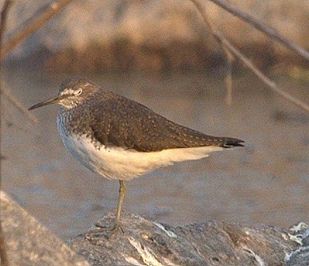 Green Sandpiper - ML411918291