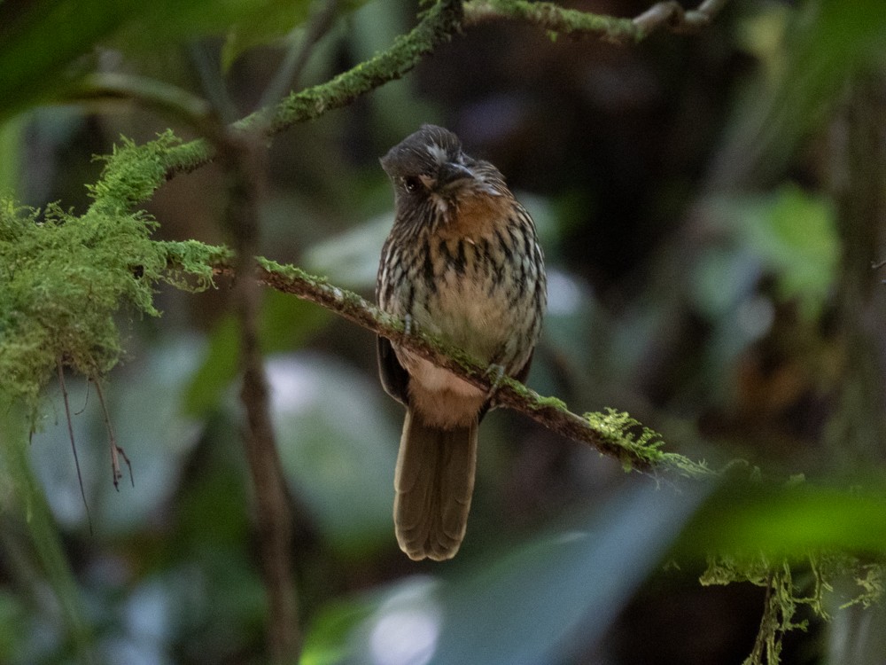 White-whiskered Puffbird - ML411918441