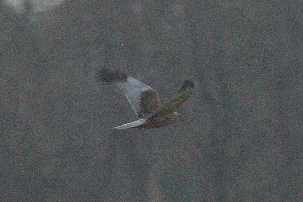 Western Marsh Harrier - Naveen Sama