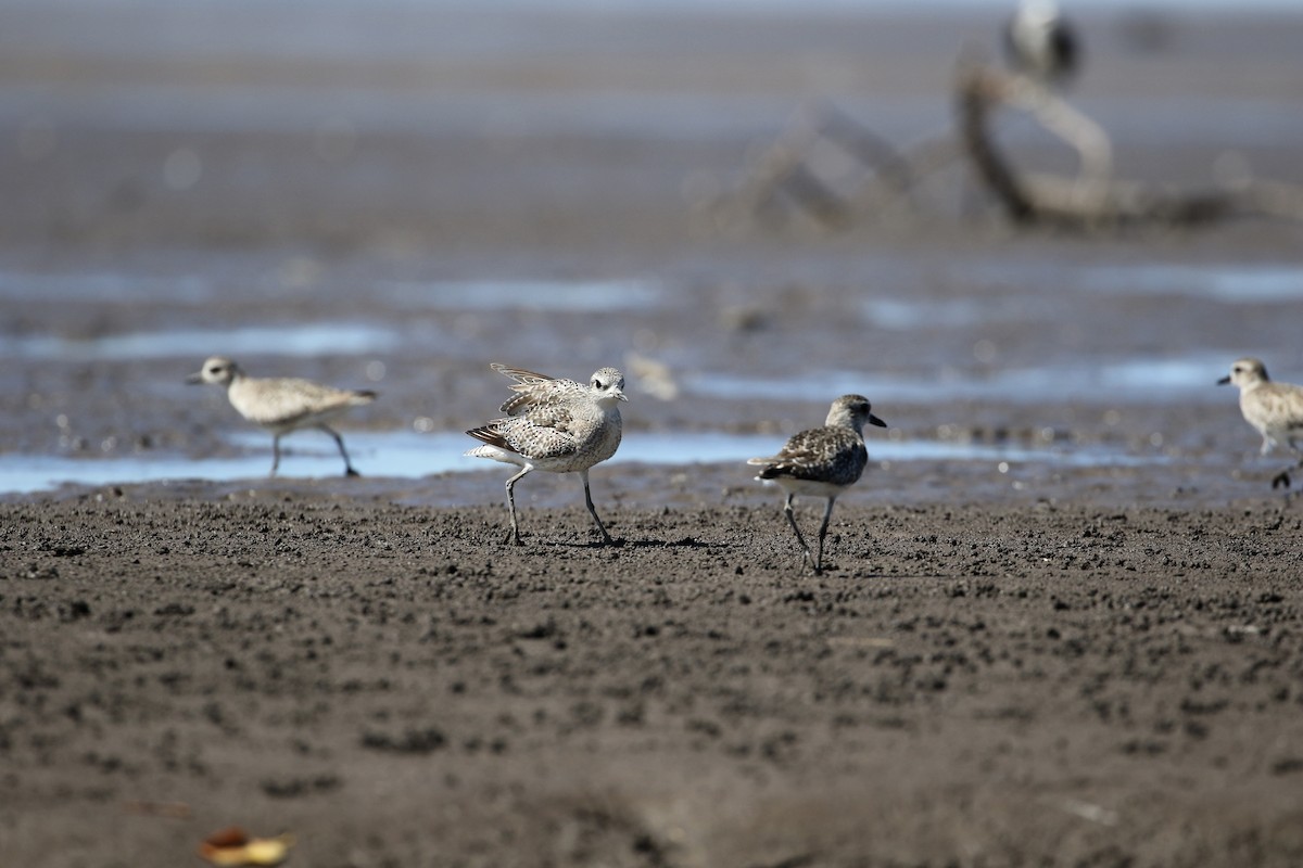 Black-bellied Plover - ML411919111