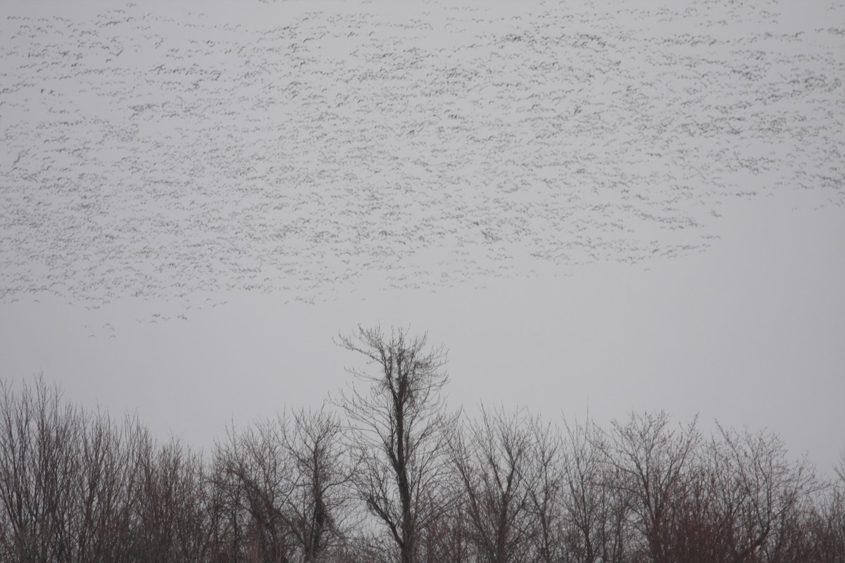 Snow Goose - Tim Lenz