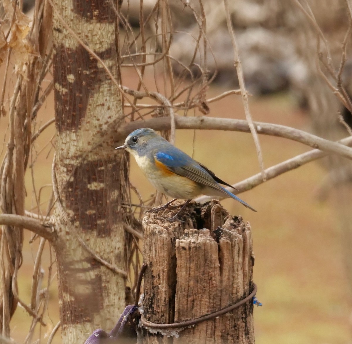 Red-flanked Bluetail - ML411920451