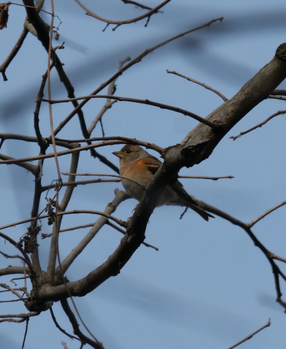 Brambling - ML411920471