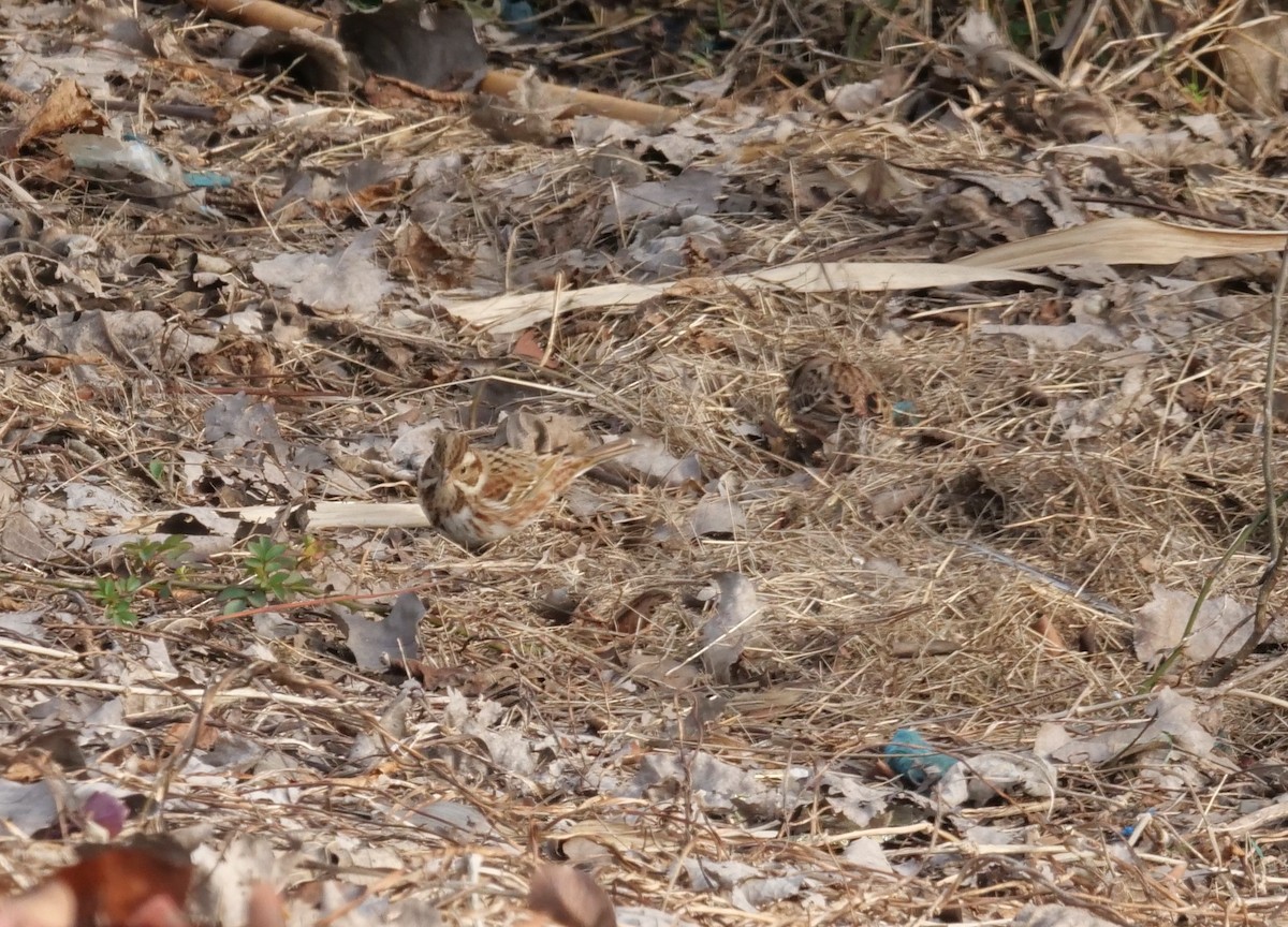Rustic Bunting - ML411920481