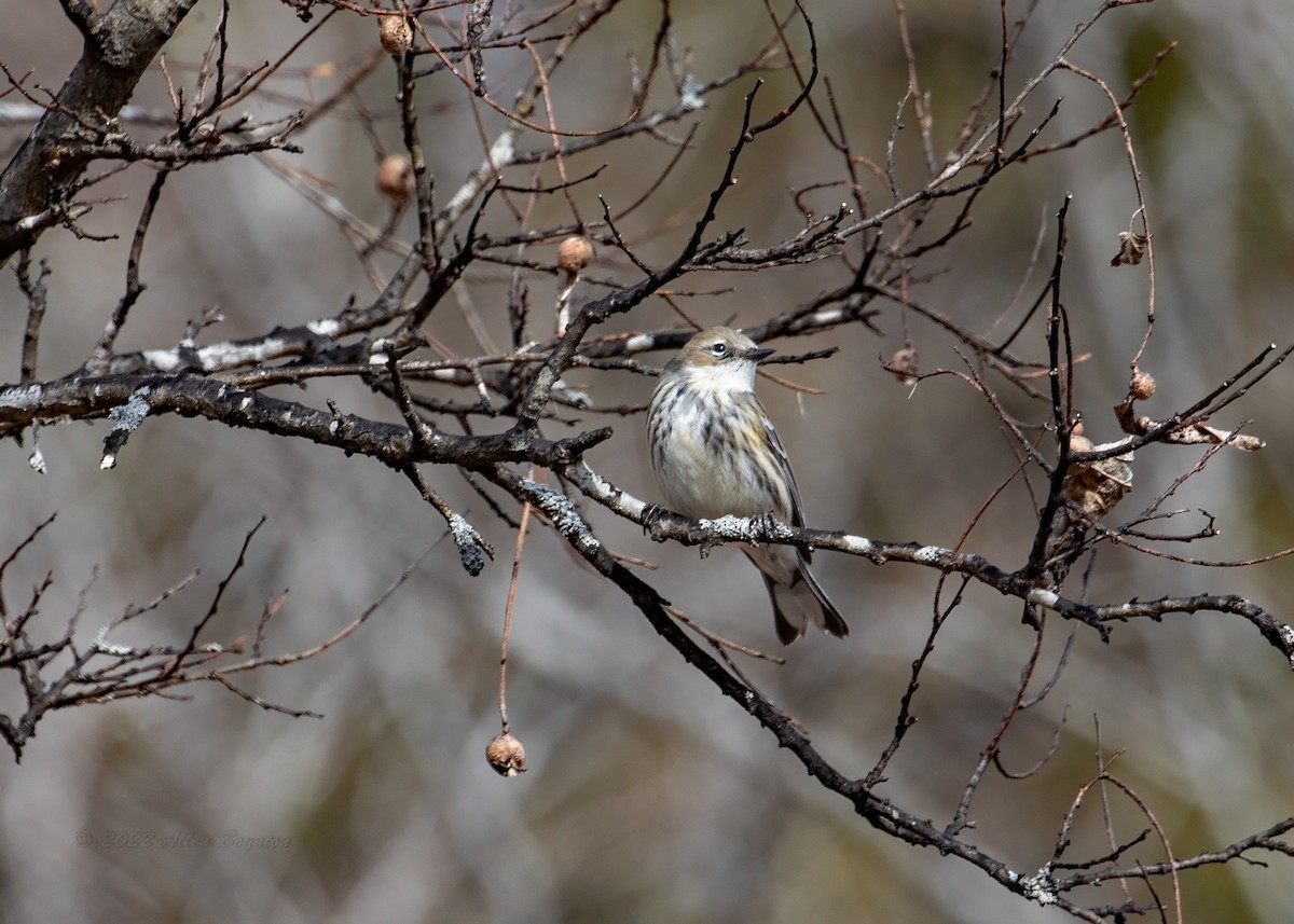 Yellow-rumped Warbler - ML411920601