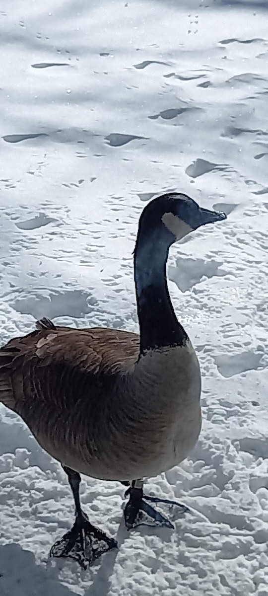 Canada Goose - ML411920641