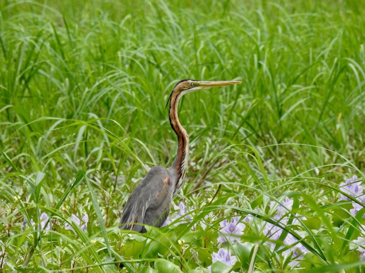 Purple Heron - ML411922061