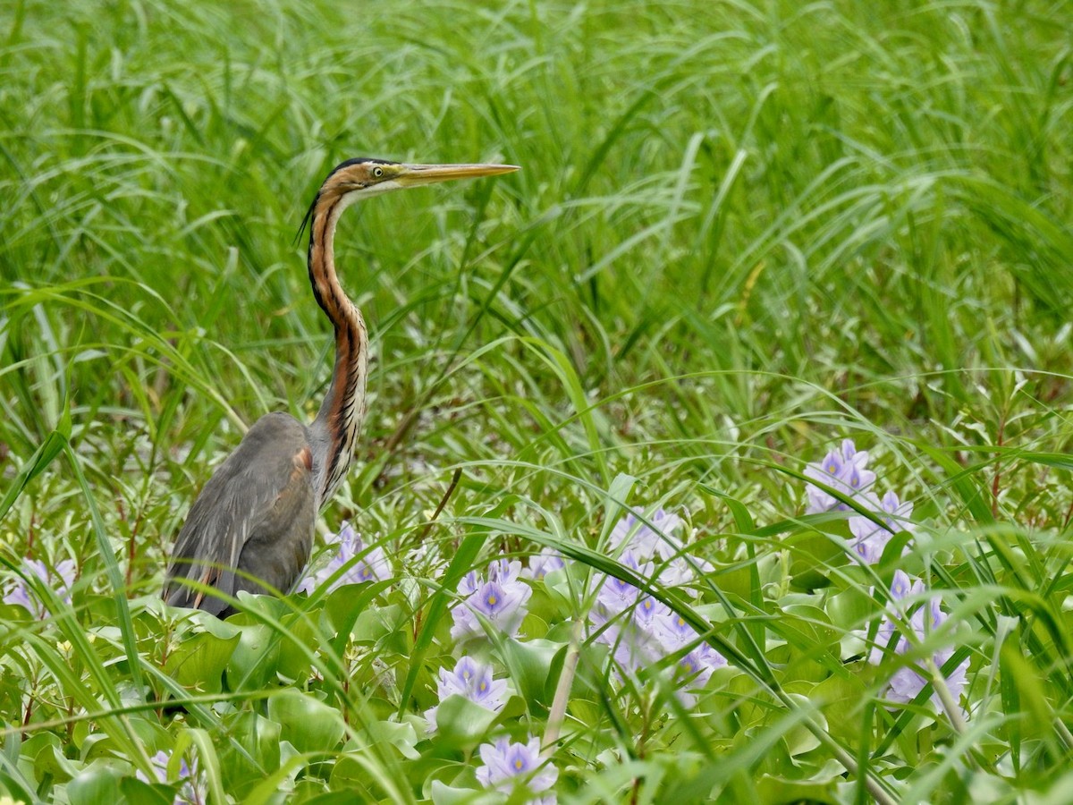 Purple Heron - ML411922171