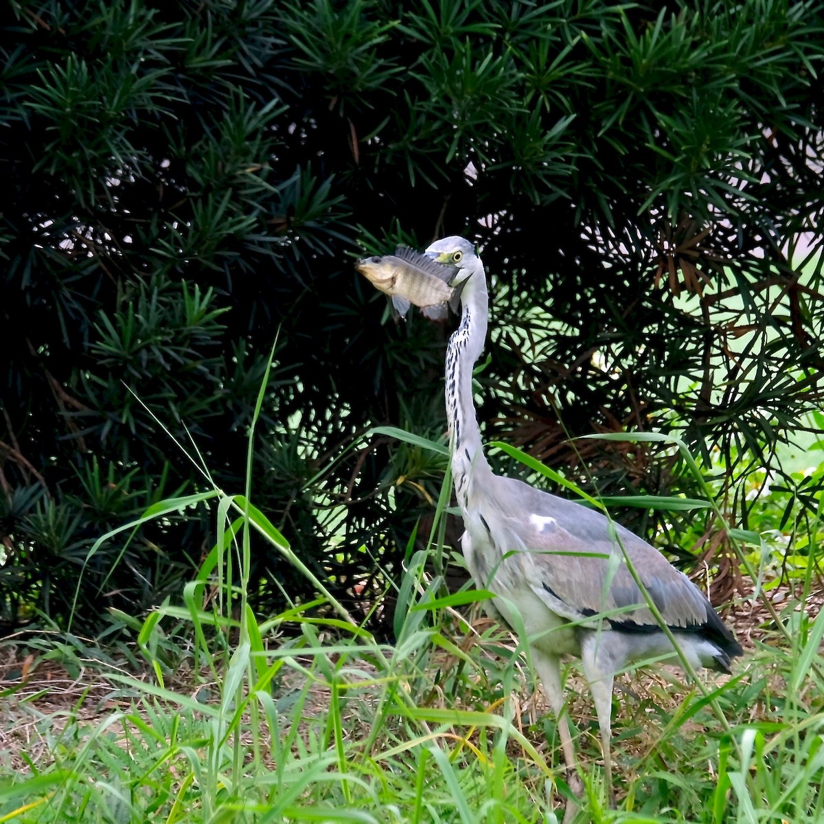 Gray Heron - ML411922861