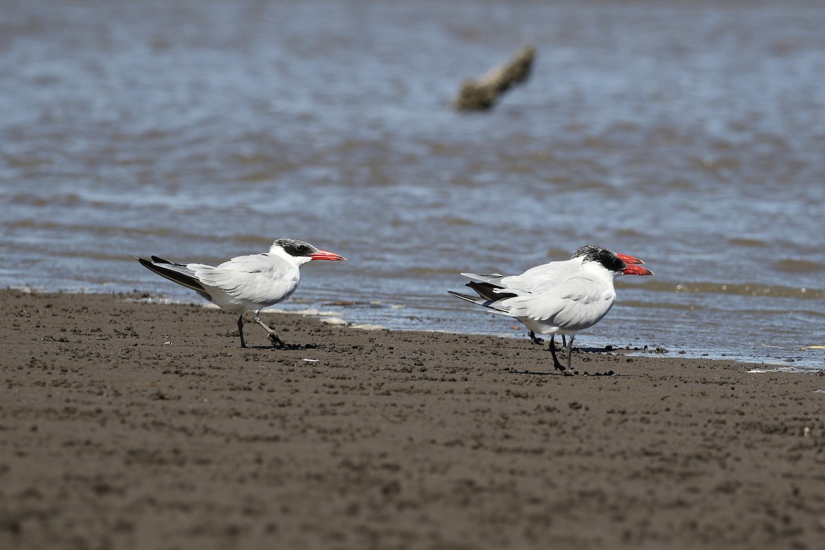 Caspian Tern - ML411922871