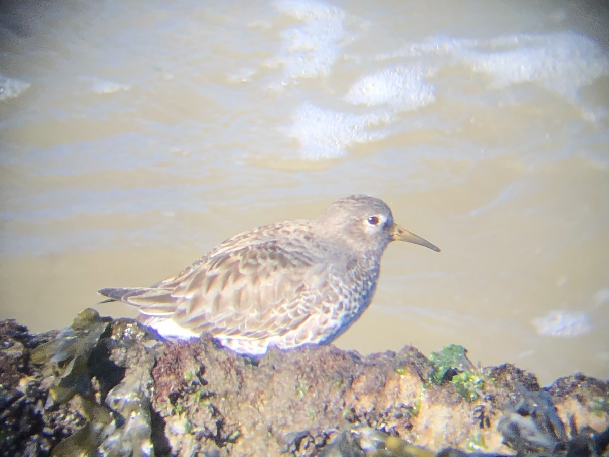 Rock Sandpiper (tschuktschorum) - ML411923551