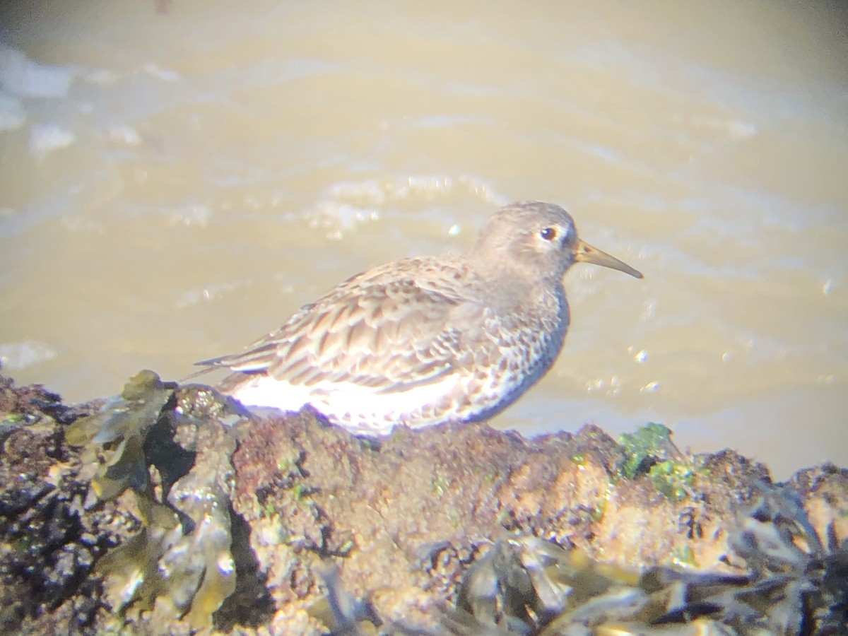 Rock Sandpiper (tschuktschorum) - ML411923561