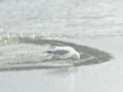 Ring-billed Gull - David Suddjian