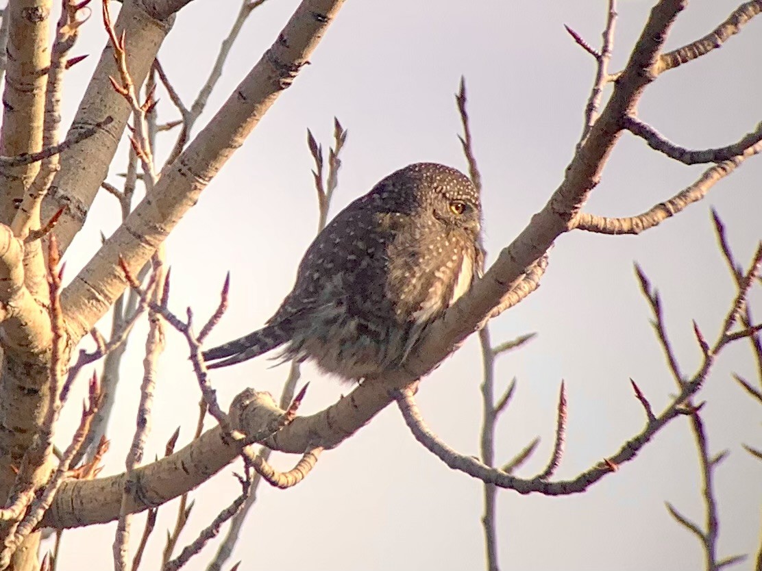 Northern Pygmy-Owl - ML411925181