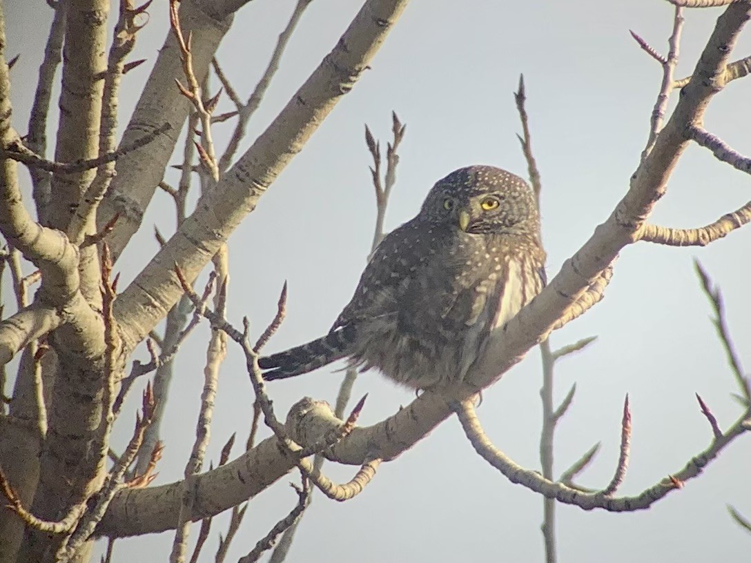 Northern Pygmy-Owl - ML411925201