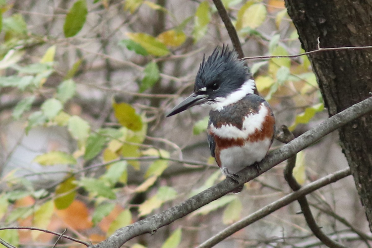 Belted Kingfisher - ML41192561