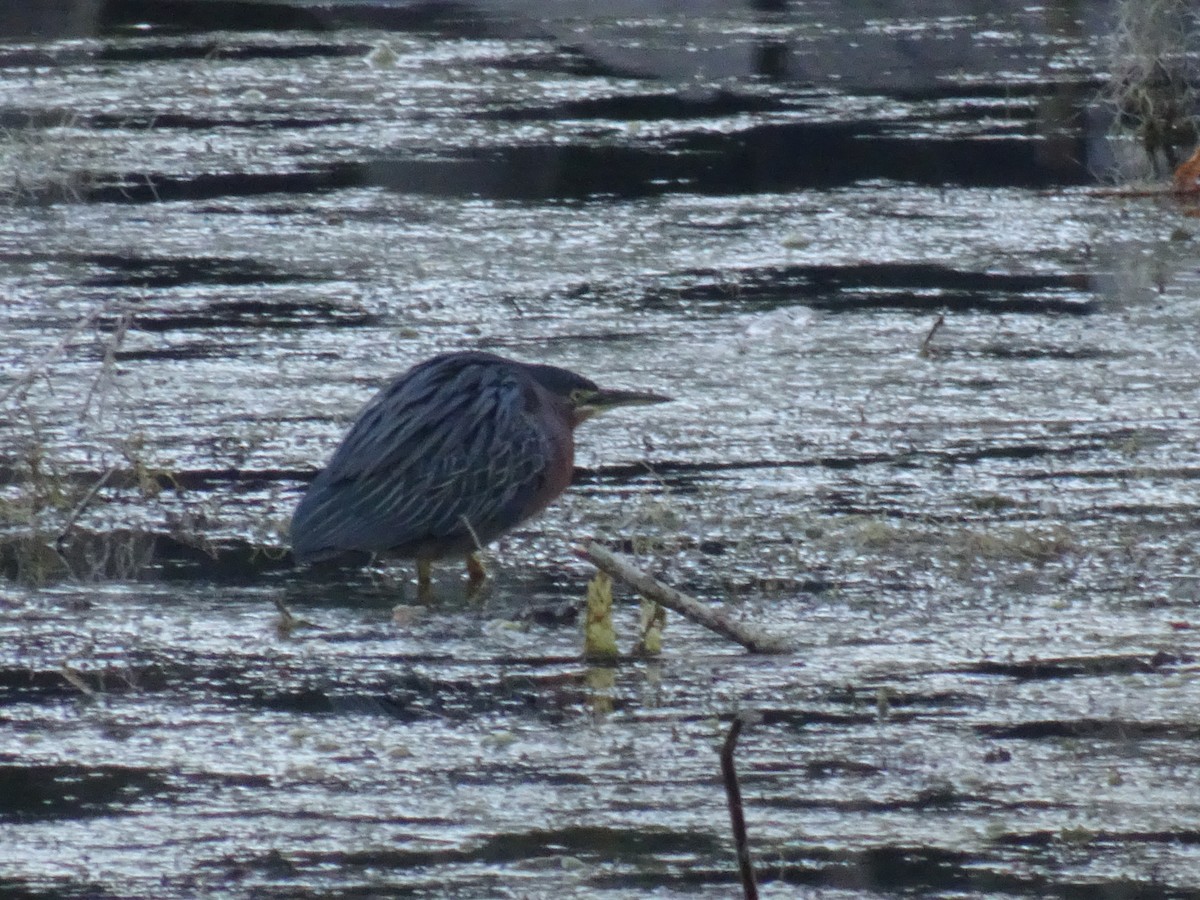 Green Heron - Thomas Ouchterlony