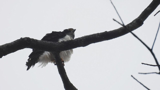 Gray-bellied Hawk - ML411926041