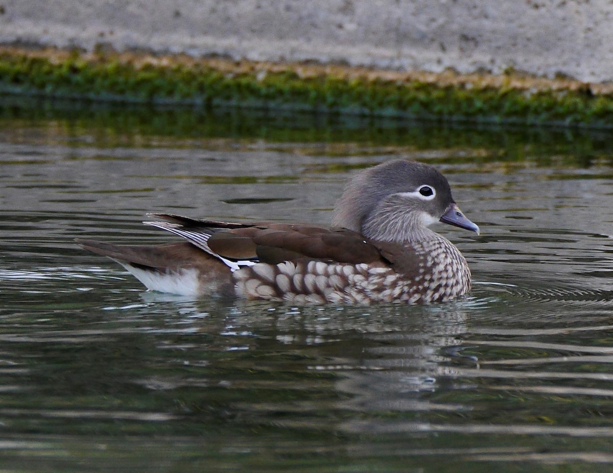Mandarin Duck - Rob Torres