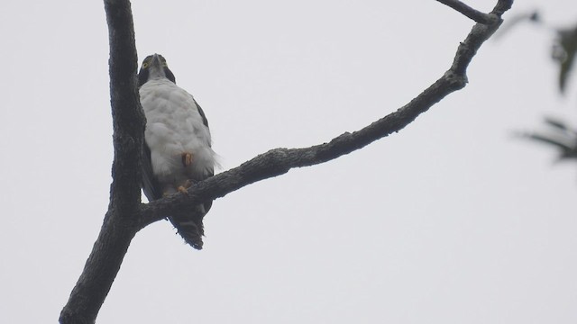 Gray-bellied Hawk - ML411926371