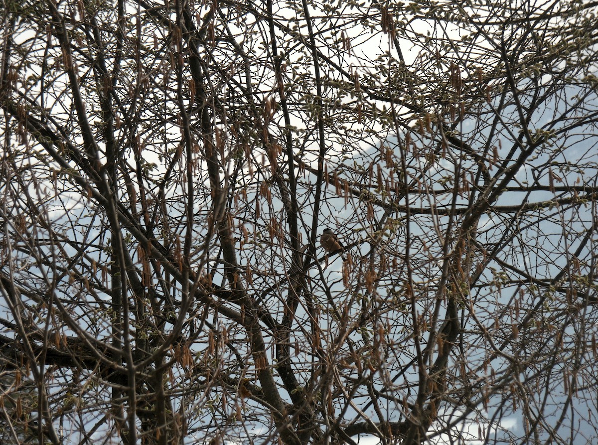 Эгэл зана - ML411926401