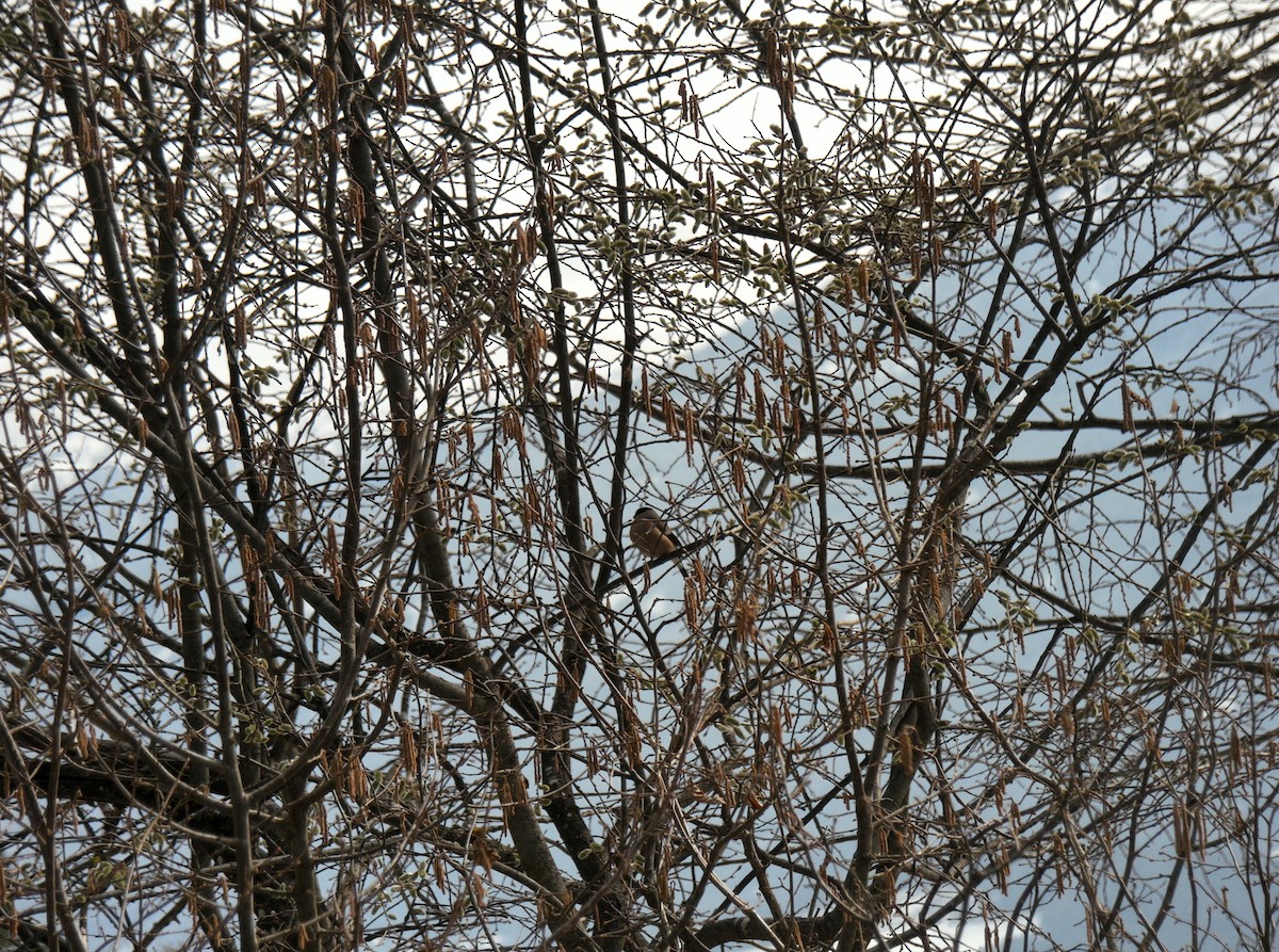 Эгэл зана - ML411926411