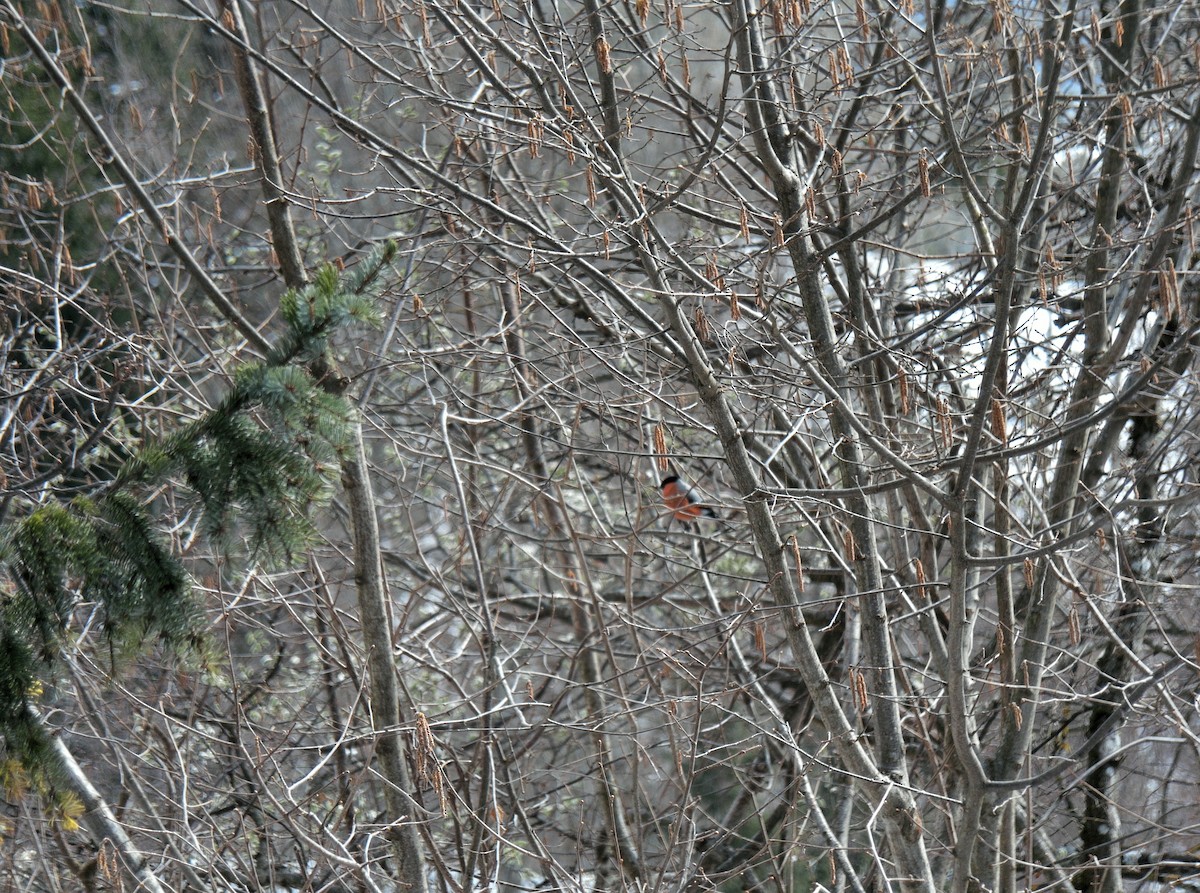 Эгэл зана - ML411926421