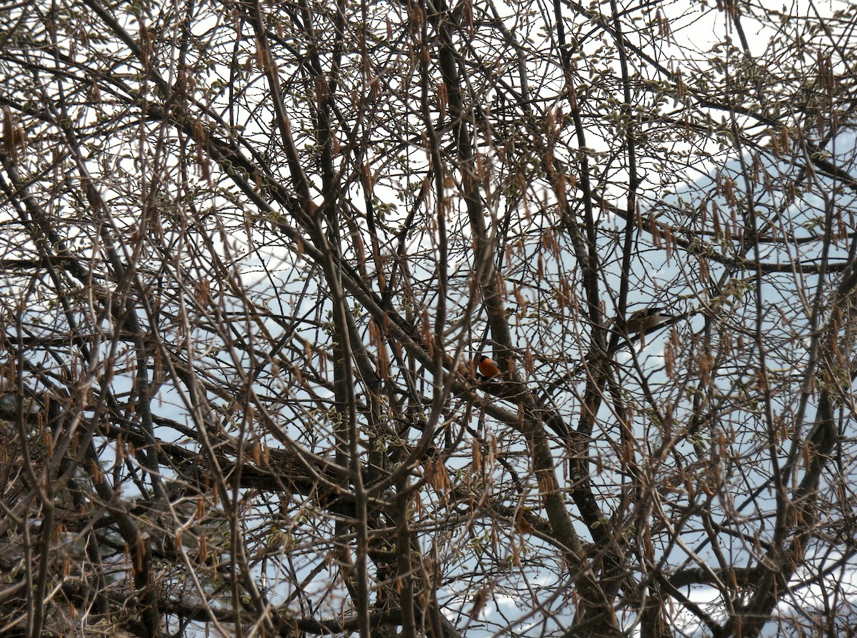 Эгэл зана - ML411926471
